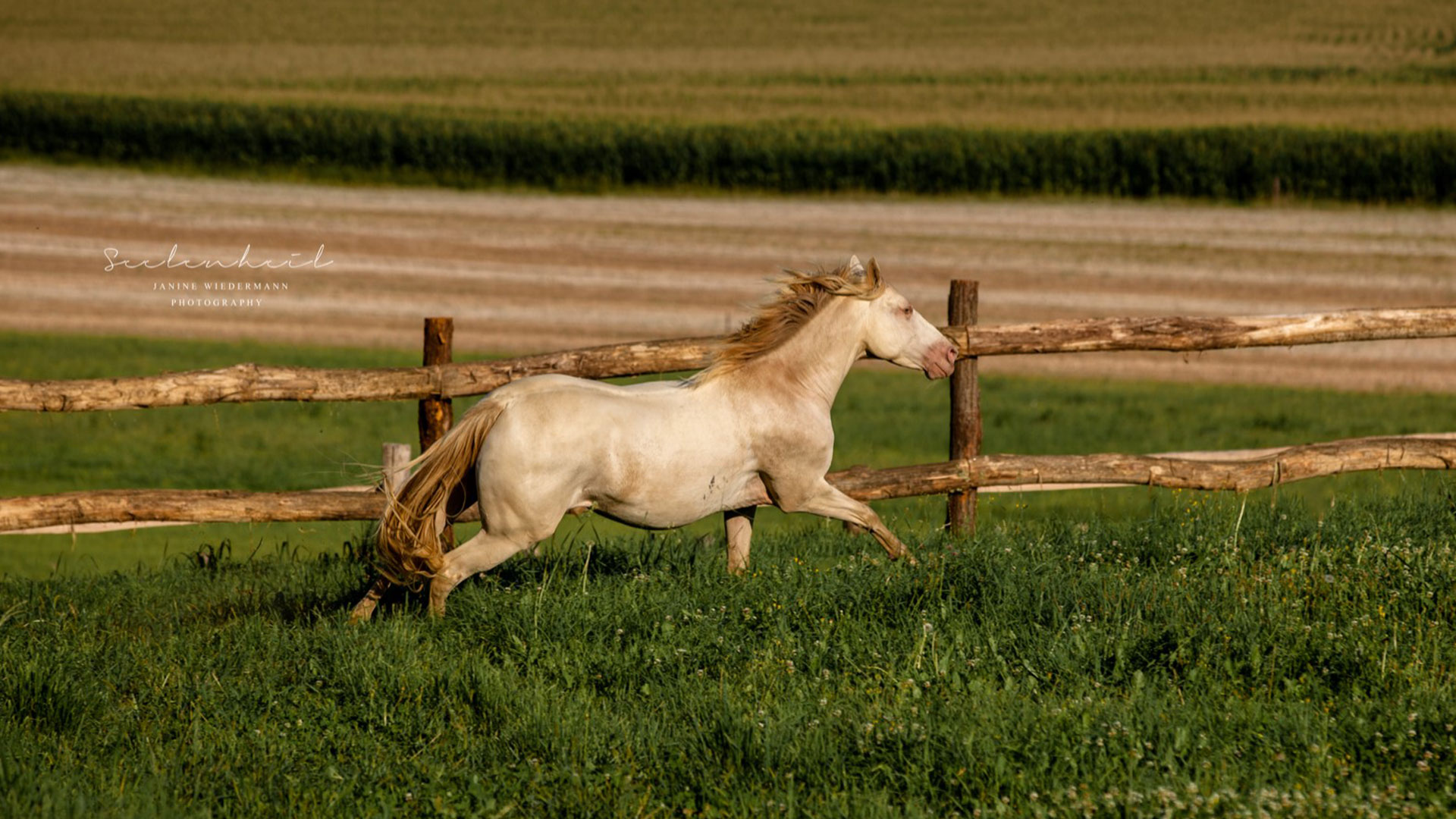 Pferde